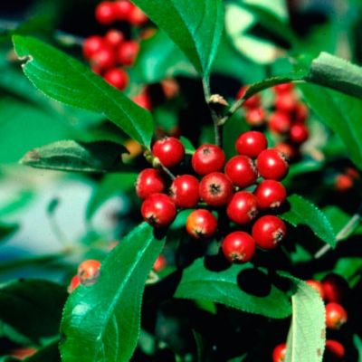 Арония красная (арбутолистная) Бриллиант Арония красная (арбутолистная) Бриллиант - Dolina-Sad.Ru