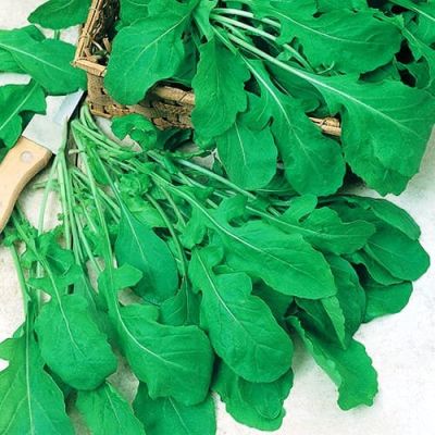 Индау (Рукола) культурная Спартак Индау (Рукола) культурная Спартак фото