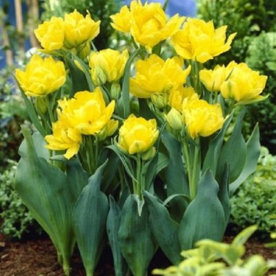 Тюльпан Монте фото