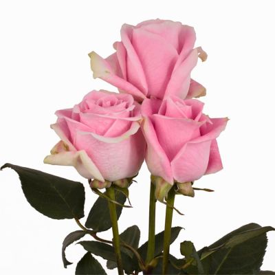 Роза Розита Венделла - Dolina-Sad.Ru