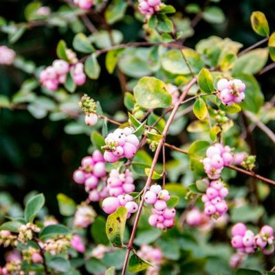 Снежноягодник Мэйджикал Свит - Dolina-Sad.Ru