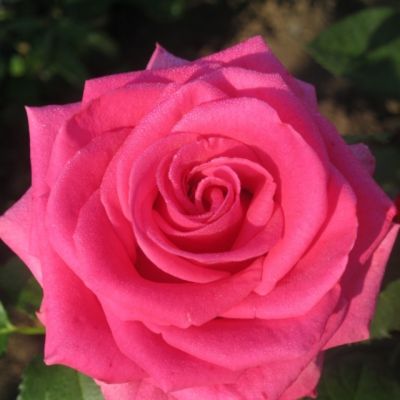 Роза Шакира Роза Шакира - Dolina-Sad.Ru