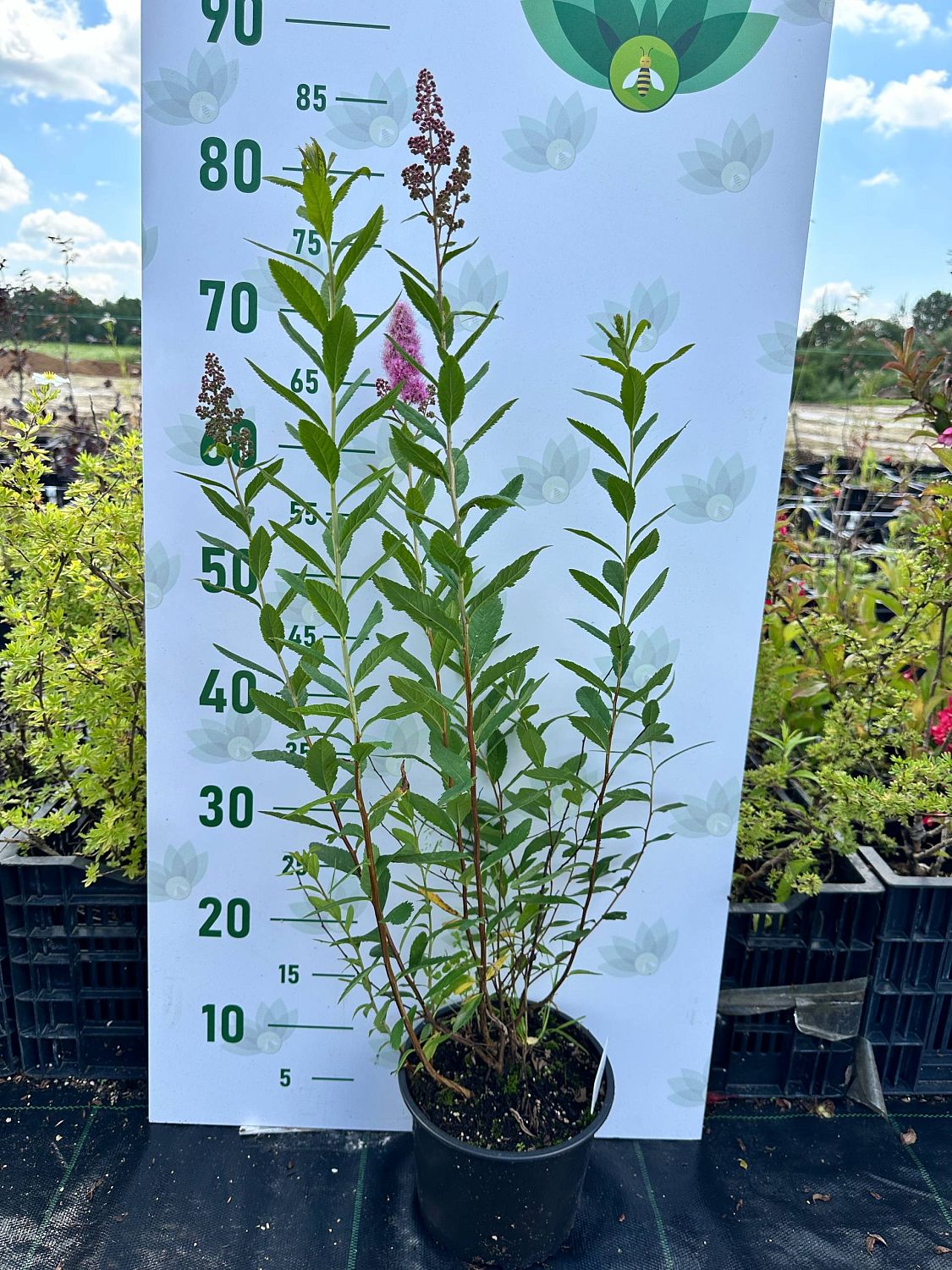 Спирея Дуглас, С3 Спирея Дуглас, С3 - Dolina-Sad.Ru