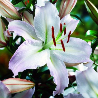 Лилия Экспрешн Лилия Экспрешн фото