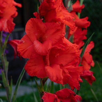 Гладиолус Магма Гладиолус Магма - Dolina-Sad.Ru