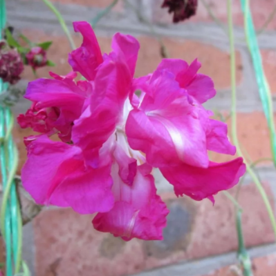 Ипомея Леди Флер, махровая Ипомея Леди Флер, махровая фото