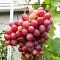 Виноград Олимпик Виноград Олимпик фото