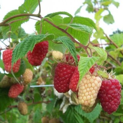 Малина Каскад Делайт/Летняя Малина Каскад Делайт/Летняя фото