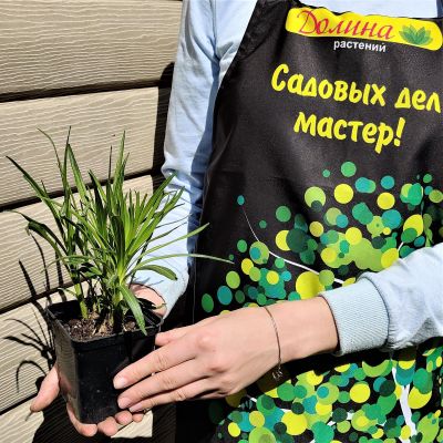 Лиатрис колосковый Флористан Уайт Лиатрис колосковый Флористан Уайт фото