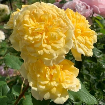 Роза Жоэль Маруани - Dolina-Sad.Ru