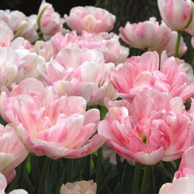 Тюльпан Финола Тюльпан Финола фото