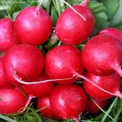 Редис Заря фото