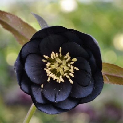 Морозник Дабл Блэк - Dolina-Sad.Ru