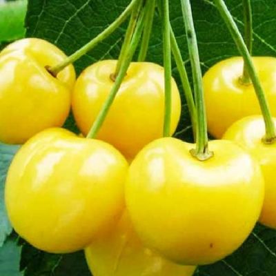 Черешня Журба фото