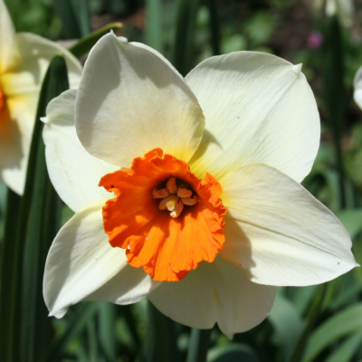 Нарцисс Баррет Браунинг Нарцисс Баррет Браунинг - Dolina-Sad.Ru