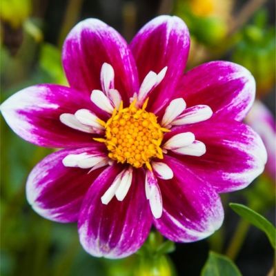 Георгина Импрешен Фабула Георгина Импрешен Фабула - Dolina-Sad.Ru