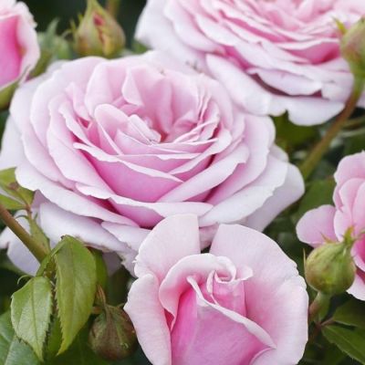 Роза штамбовая Пасифик - Dolina-Sad.Ru