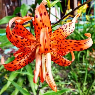 Лилия Маст Си Лилия Маст Си фото