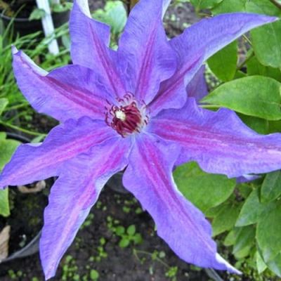 Клематис Дети Варшавы Клематис Дети Варшавы фото