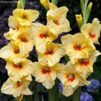 Гладиолус Платини (6 шт) Гладиолус Платини (6 шт) фото