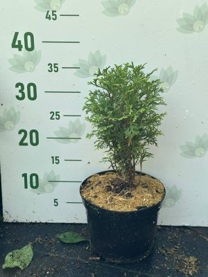 Туя западная Вотерфилд, С2 - Dolina-Sad.Ru