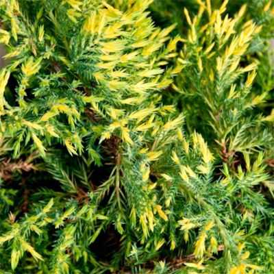 Можжевельник средний Кинг Оф Спринг Можжевельник средний Кинг Оф Спринг - Dolina-Sad.Ru