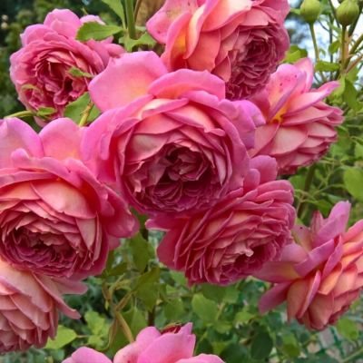 Роза Джубили Селебрейшн Роза Джубили Селебрейшн - Dolina-Sad.Ru