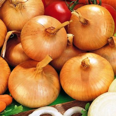 Лук Фермер ранний (репчатый) фото
