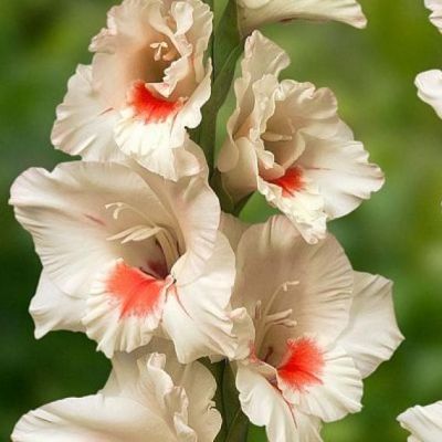 Гладиолус Аякс Гладиолус Аякс фото