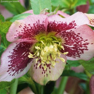 Морозник Претти Эллен Спотепд - Dolina-Sad.Ru