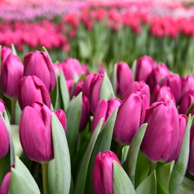 Тюльпан Роешка - Dolina-Sad.Ru