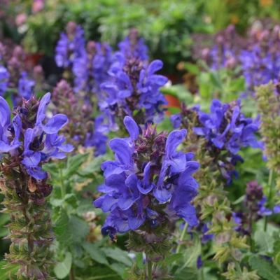 Шалфей Блю Марвел Шалфей Блю Марвел - Dolina-Sad.Ru