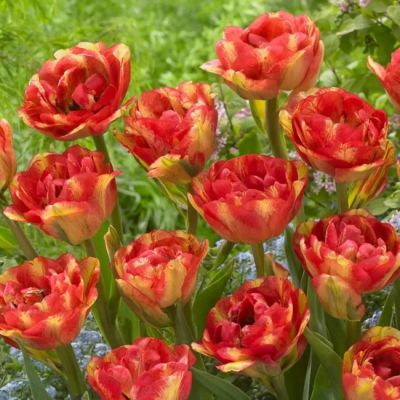 Тюльпан Сандаунер Тюльпан Сандаунер фото