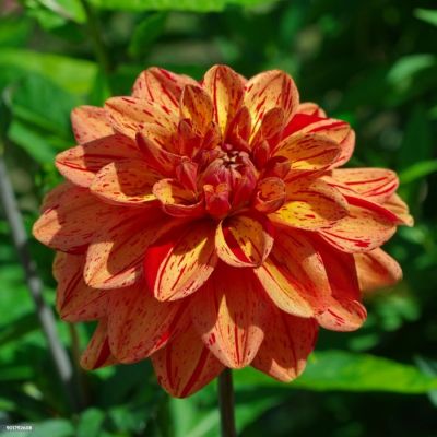 Георгина Пазолини Георгина Пазолини - Dolina-Sad.Ru