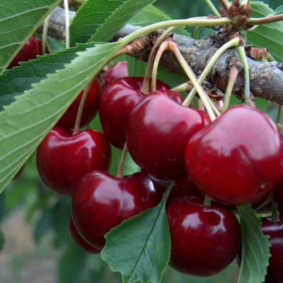 Черешня Лапинс фото