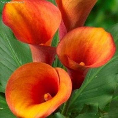 Калла Капитан Фуэго Калла Капитан Фуэго фото