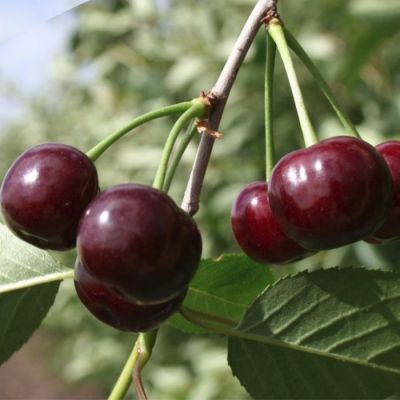 Вишня Антрацитовая Вишня Антрацитовая - Dolina-Sad.Ru