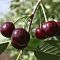 Вишня Антрацитовая Вишня Антрацитовая - Dolina-Sad.Ru