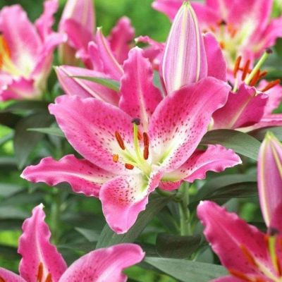 Лилия Энтертайнер Лилия Энтертайнер фото