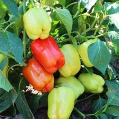 Перец Фламинго F1 (Clause/Франция) Перец Фламинго F1 (Clause/Франция) фото