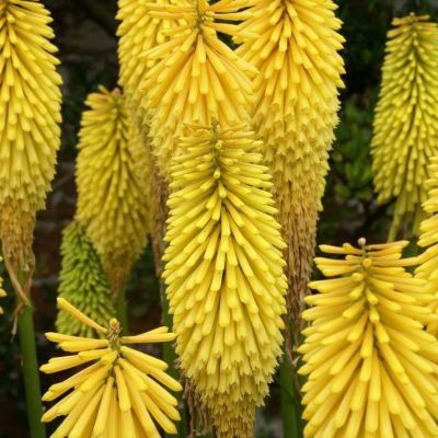 Книфофия Министр Вершуур Книфофия Министр Вершуур - Dolina-Sad.Ru