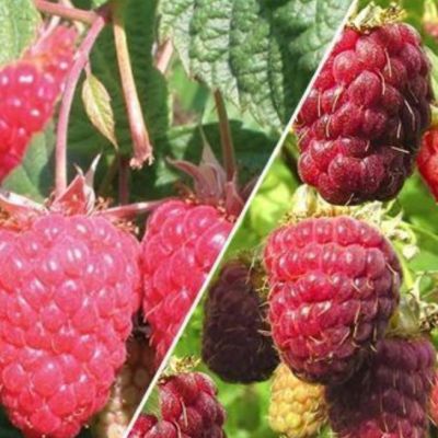 Набор малиновых деревьев - 2 шт. фото