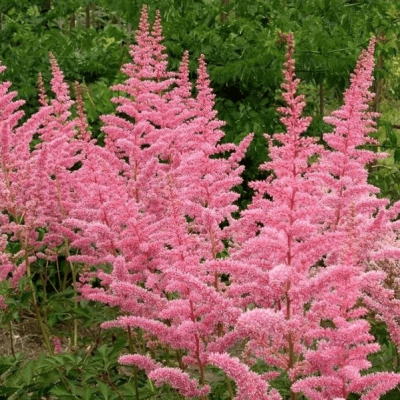 Астильба Арендса Каттлея , P9 Астильба Арендса Каттлея , P9 фото