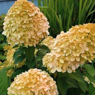 Гортензия метельчатая Коттон Крим - Dolina-Sad.Ru