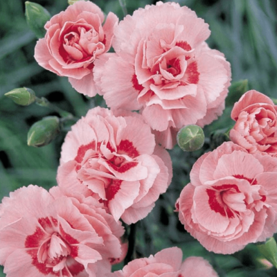 Гвоздика Энджел оф Вирту , С1,5 Гвоздика Энджел оф Вирту , С1,5 фото