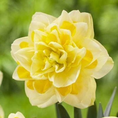 Нарцисс Свит Помпонетт Нарцисс Свит Помпонетт фото