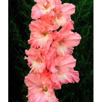 Гладиолус Монте Гордо - Dolina-Sad.Ru