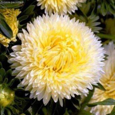 Астра Желтая башня Астра Желтая башня фото