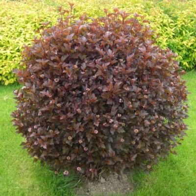 Пузыреплодник Калинолистный Рэд Барон Пузыреплодник Калинолистный Рэд Барон фото