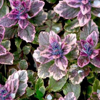 Живучка ползучая "Шугар Плам" фото